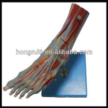 ISO Músculos do Pé com Vasos e Nervos Principais, modelo de anatomia do pé (modelo de anatomia muscular)